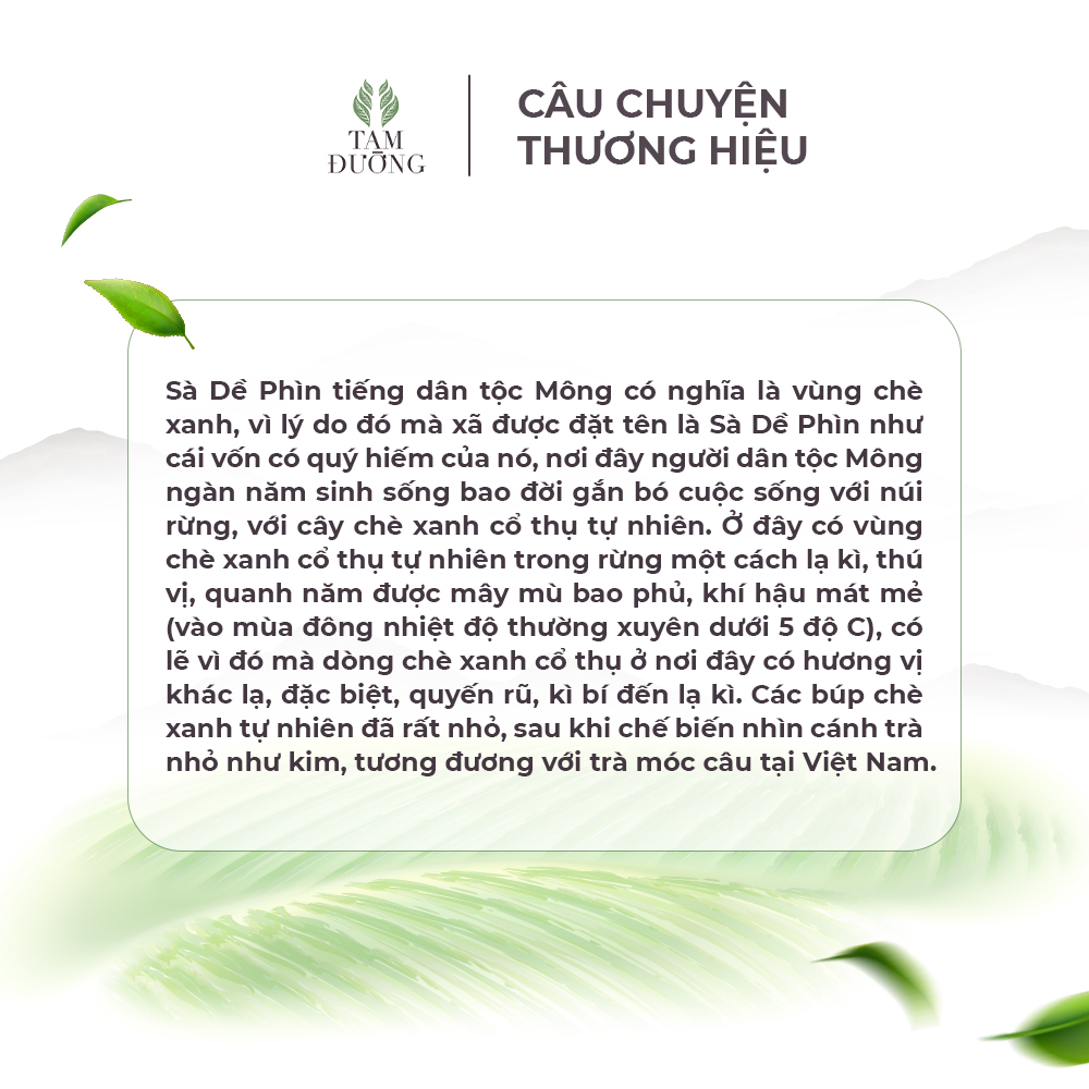 Trà Cổ Thụ Sà Dê Phìn Chính Hiệu Tam Đường Hương Thơm Ngọt Nhẹ, Vị Ngọt Thanh Dịu Nhẹ
