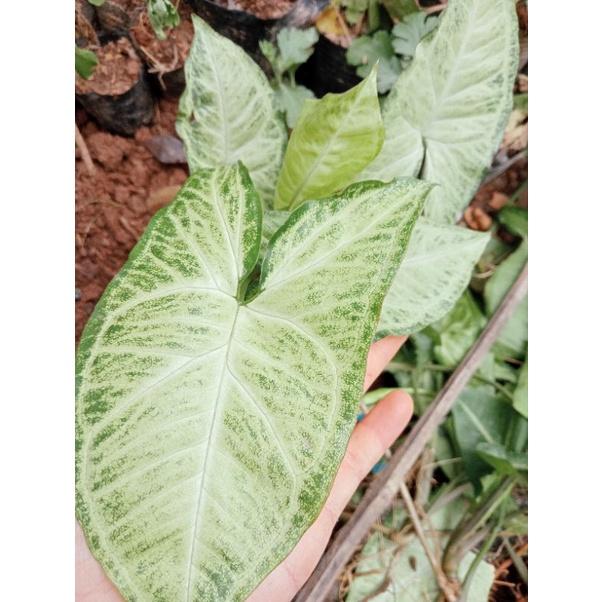 Cây trầu bà trắng