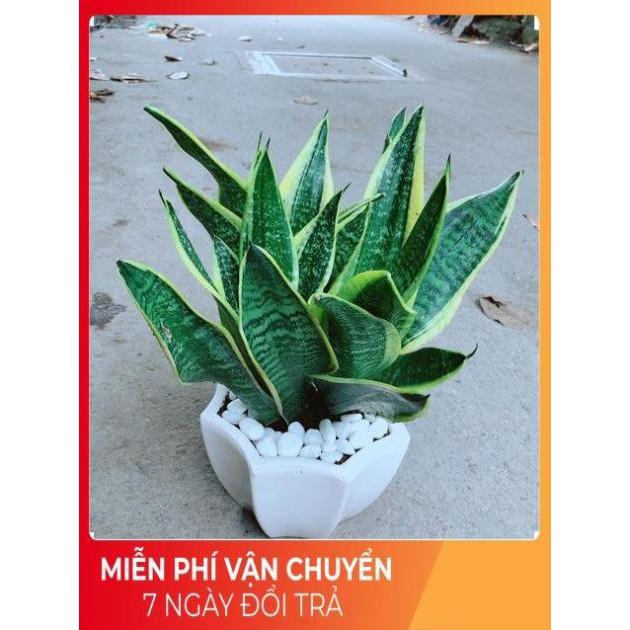 Chậu Lưỡi Hổ Size Lớn