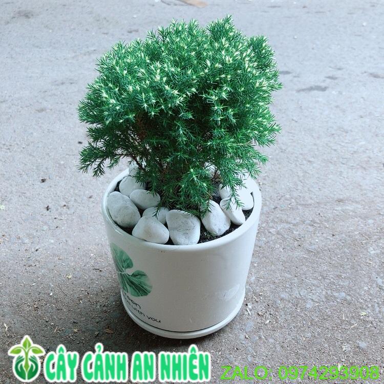 Chậu Cây Tùng Bồng Lai