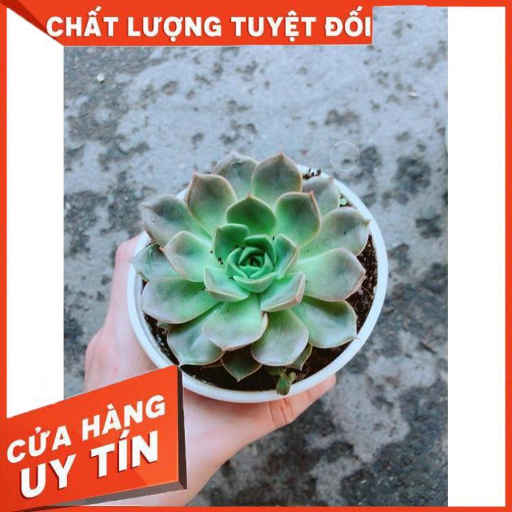 Chậu Sen Đá Hoa Hồng Đen Nhiều Người Mua