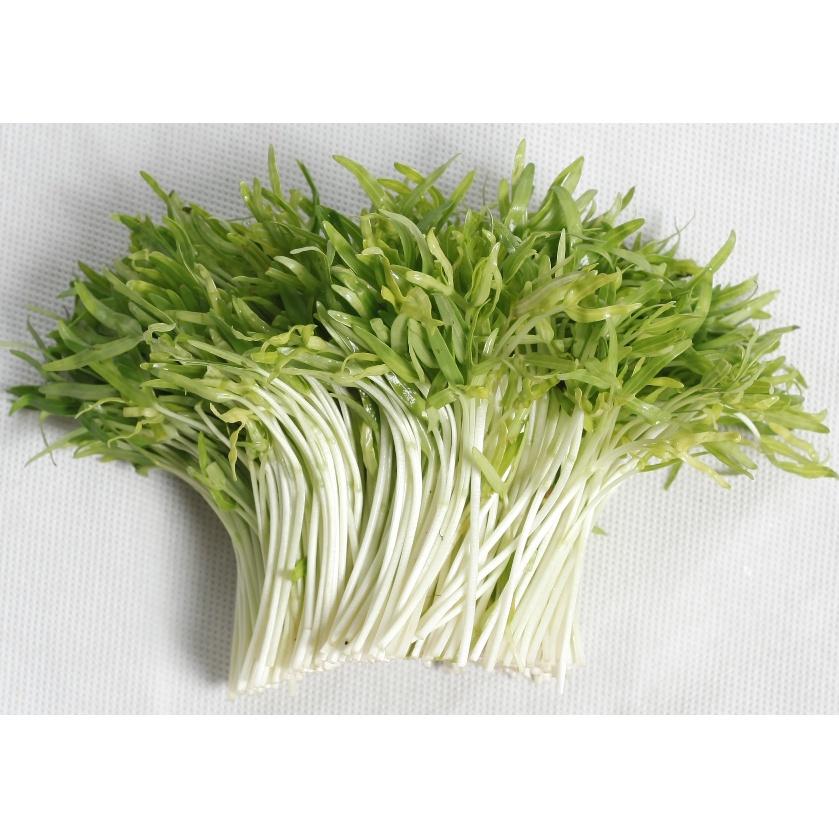 Hạt Giống Mầm Rau Muống -1kg