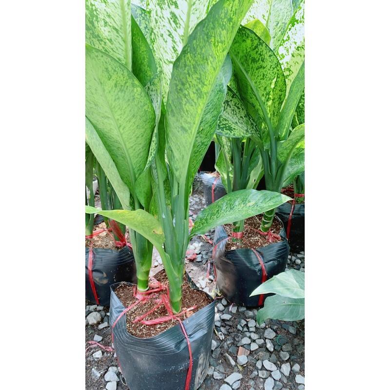 Cây Tỷ Phú Lớn