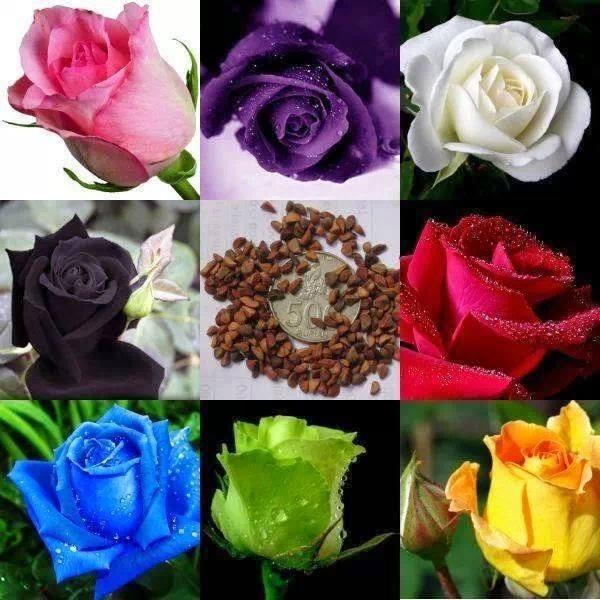 Hạt giống hoa hồng hà lan mix 20 hạt/gói