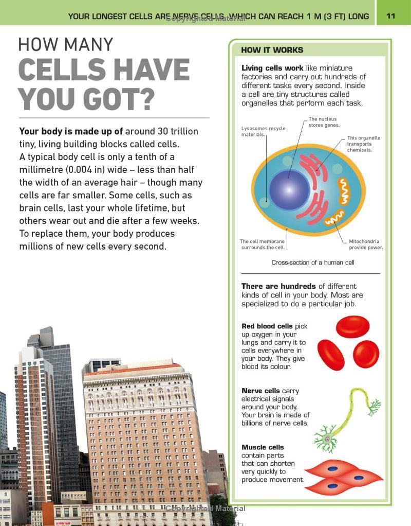 Sách ngoại văn: It Can't Be True! Human Body! : 1,000 Amazing Facts About You