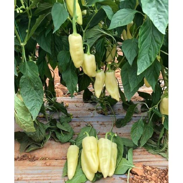 Hạt giống ớt đùi gà Thái Lan-gói 70 hạt/tặng kèm gói phân bón lót