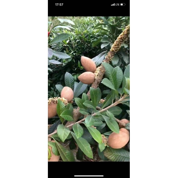 Cây Hồng Xiêm Ruột Đỏ Khổng Lồ
