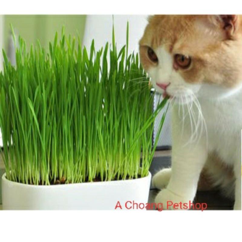 Hạt trồng cỏ cho mèo 4gói+mùn
