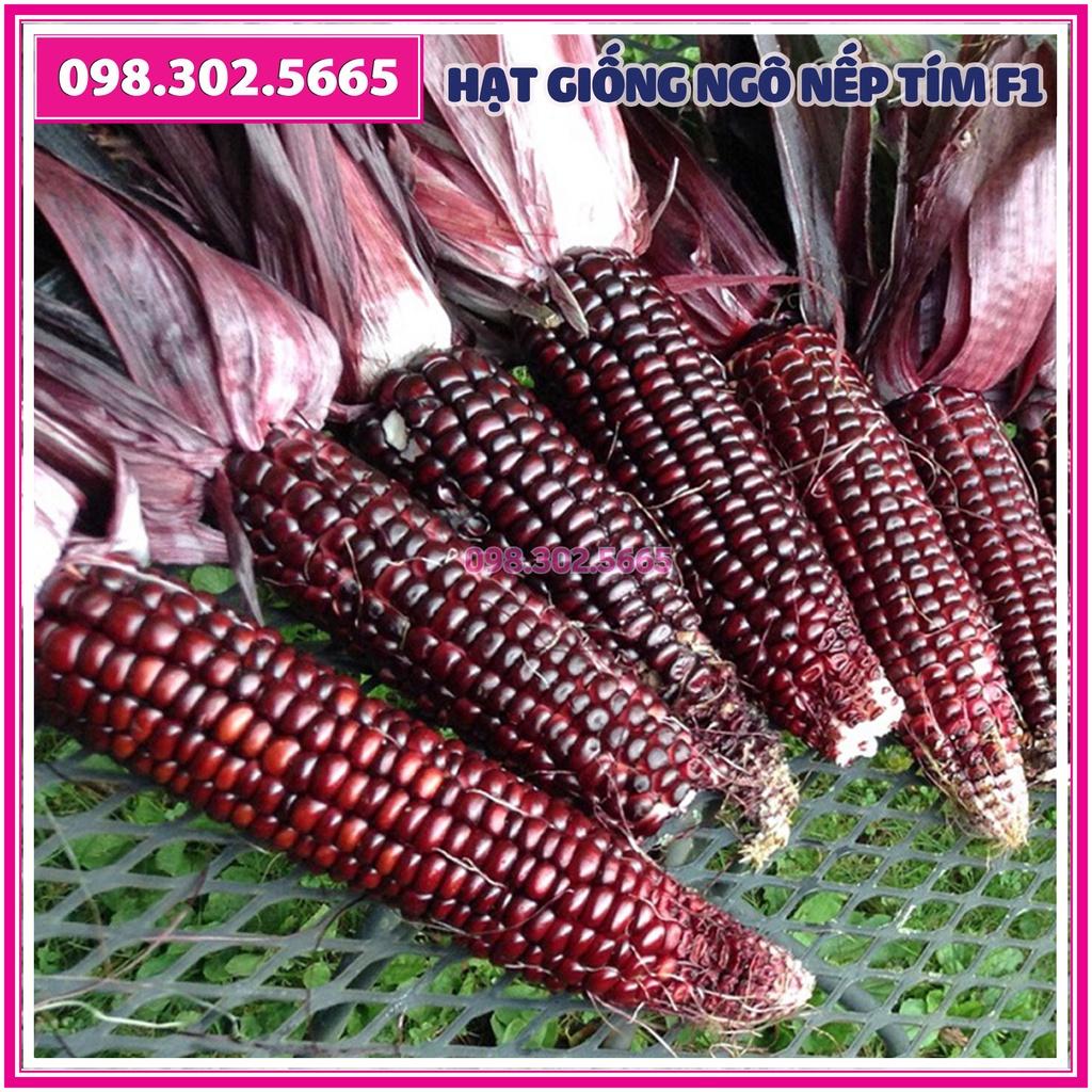 50g Hạt giống ngô nếp tím F1 - bắp nếp tím năng suất cao, chất lượng tốt