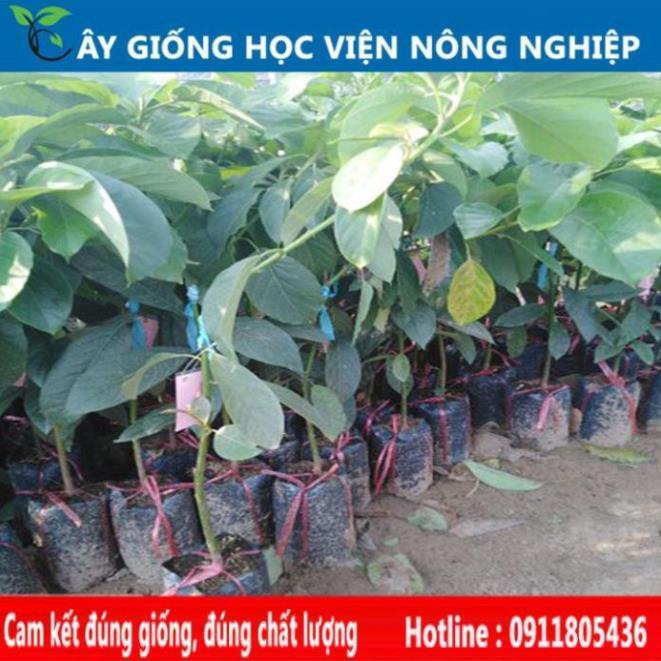 Sản phẩm Cây Ăn Trái cây bơ 034 - cây ăn quả