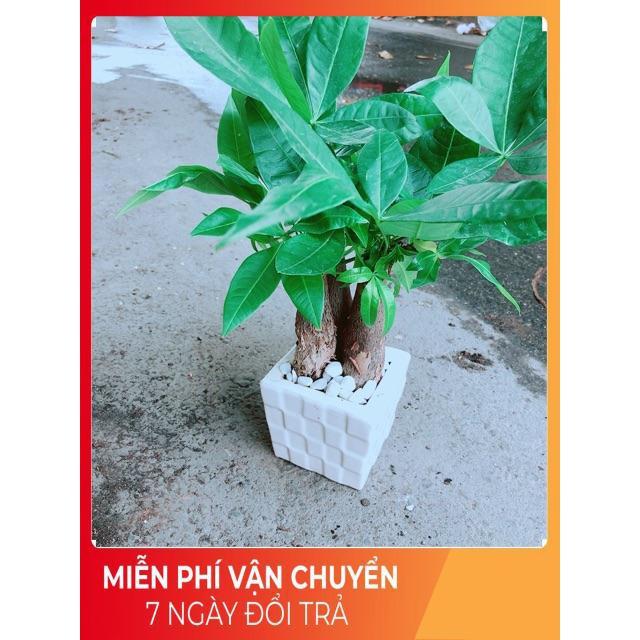 Chậu Kim Ngân 3 Thân