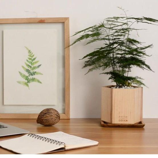 Chậu cây thủy tùng hợp với những người mệnh Kim,Thủy thể hiện sự thanh tao, giúp thanh lọc không khí, hút các khí độc | size L | The Fish Design