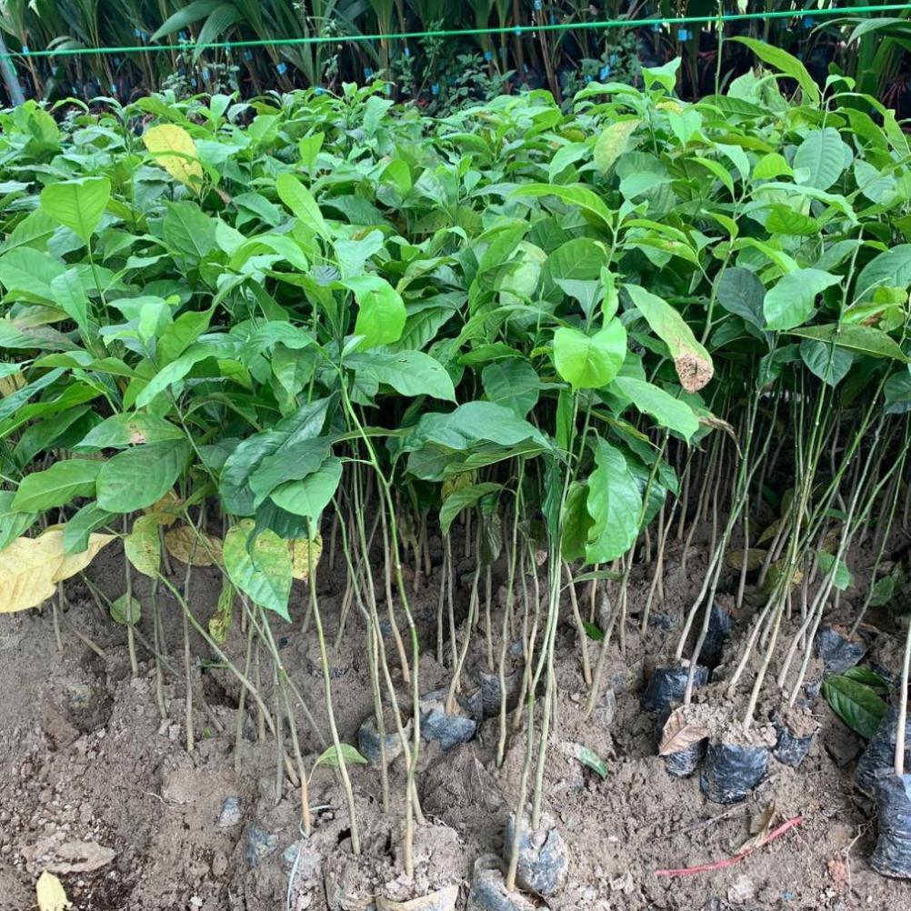 Cây giống dổi hạt, giống dổi hạt 3 năm cho sản lượng đều, cây cao 60cm