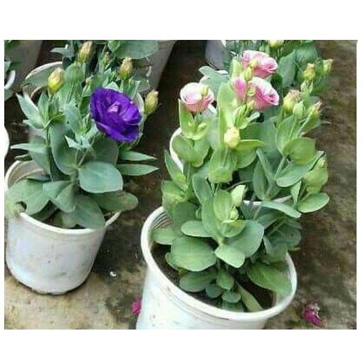 Hạt giống hoa cát tường nhiều màu của Đức