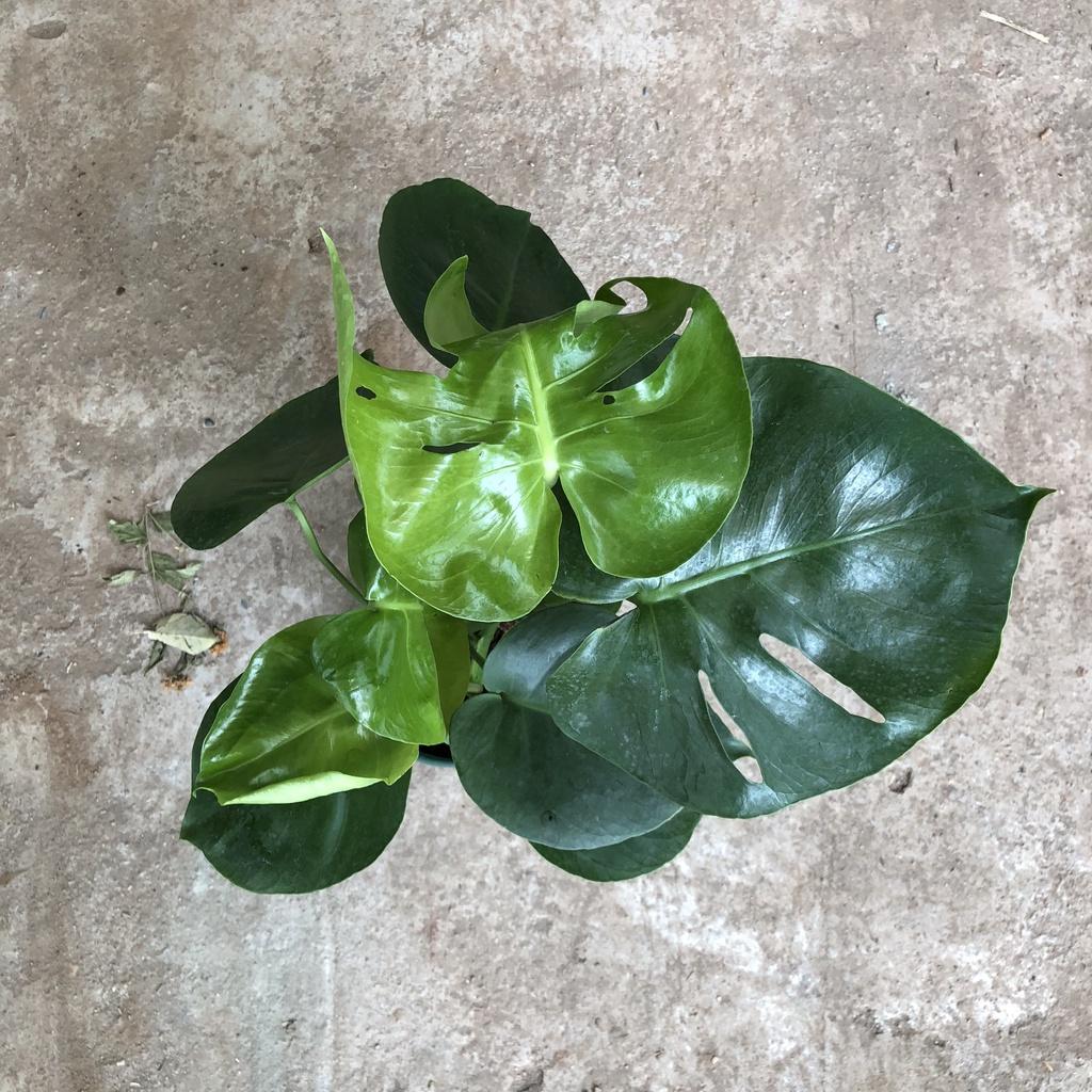 Cây trầu Nam Mỹ cỡ vừa, Chiều cao 35-40cm lá lỗ đẹp mắt thích hợp trang trí cảnh quan