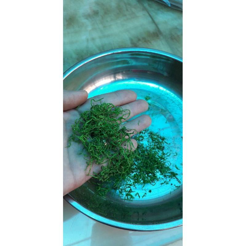 100gr cỏ cắm hoa