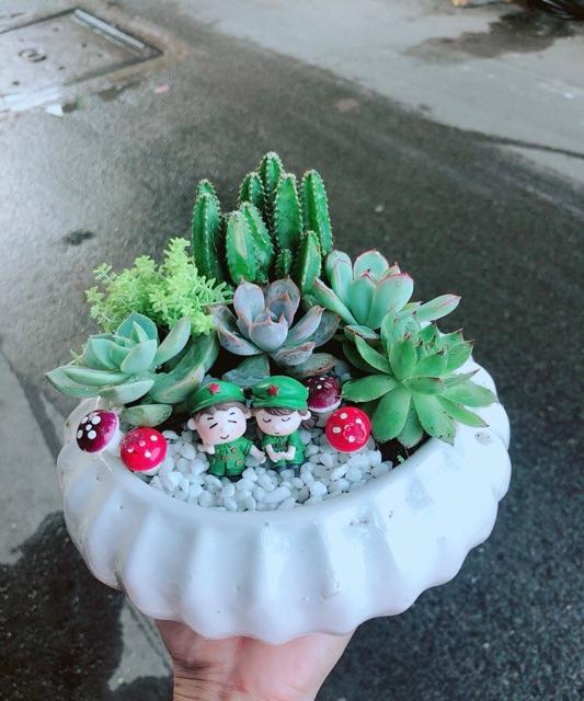 Chậu Sen Đá Tiểu Cảnh