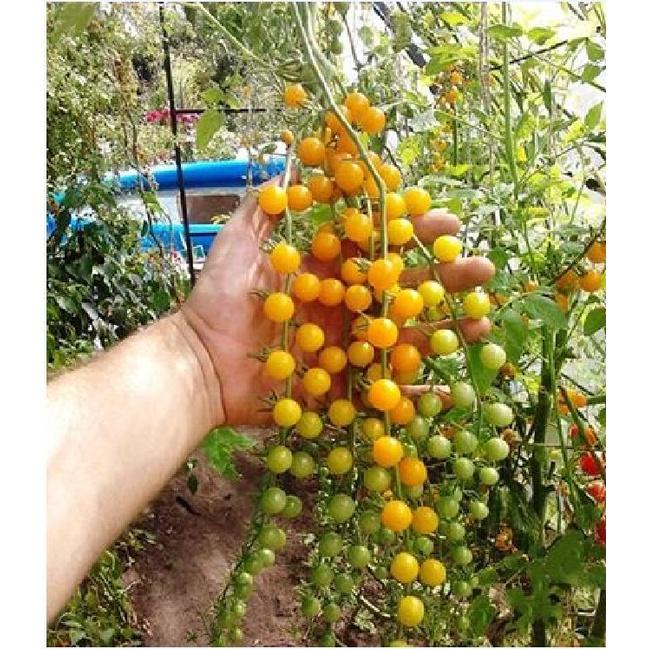 Hạt giống cà chua bi chùm quả vàng dể trồng f1-gói 20 hạt-tặng kèm gói phân bón lót