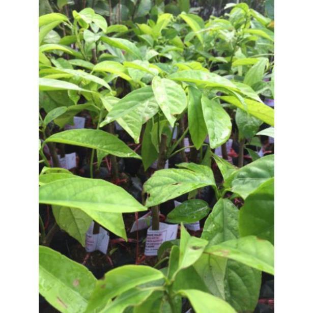 CÂY GIỐNG DÂU DA ĐẤT