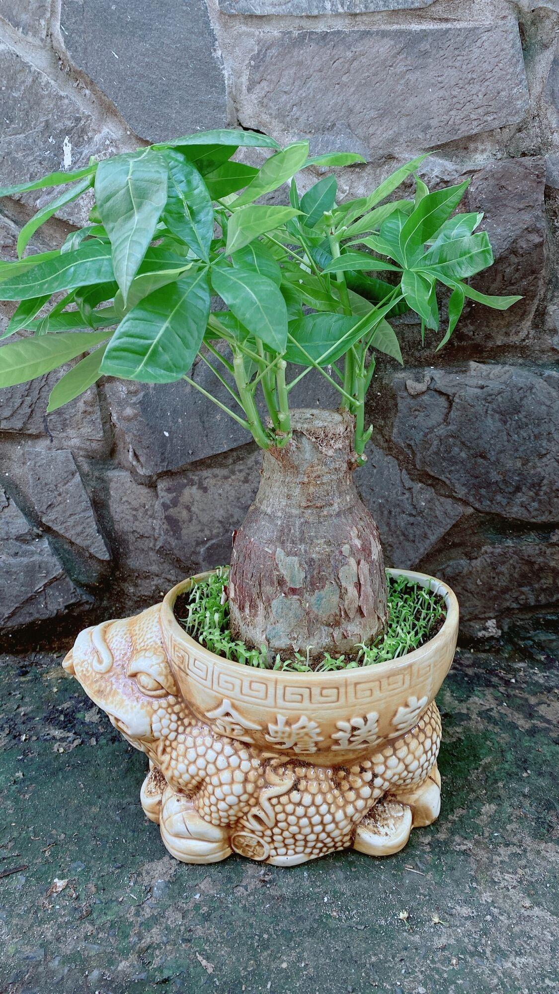 Chậu Cây Kim Ngân Lớn