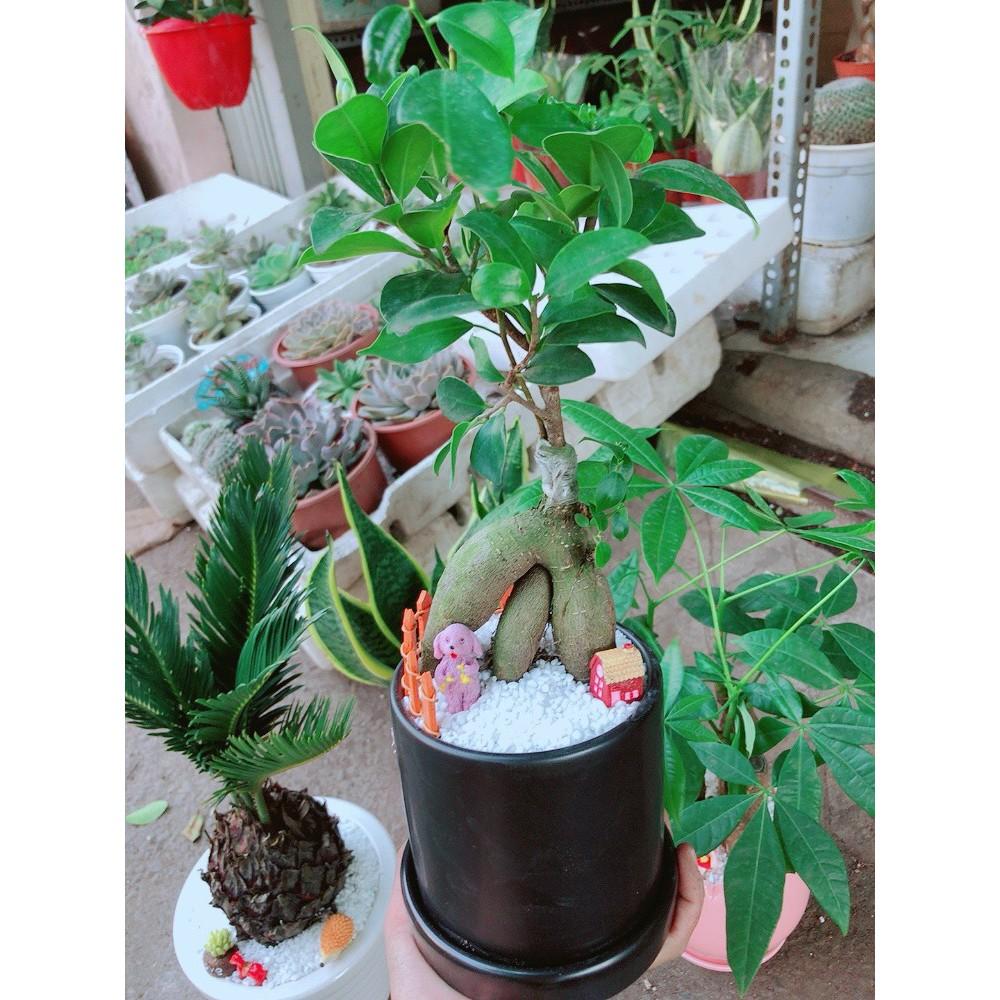 Chậu si bonsai tiểu cảnh