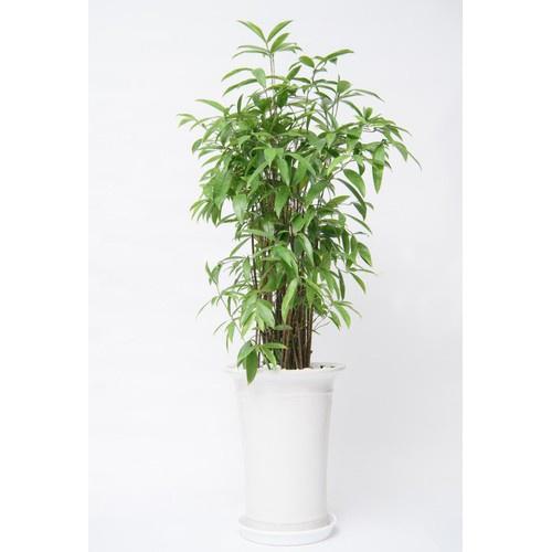 CHẬU CÂY TRÚC NHẬT lá đốm