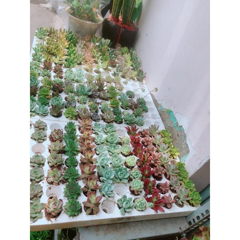 Combo 10 Cây Sen Đá