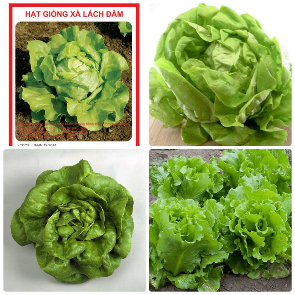 Hạt giống Xà lách đăm xanh cao sản - 1 gói 2gram