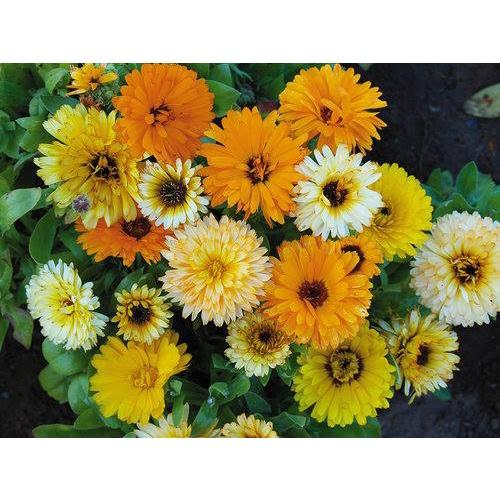 Hạt Giống Hoa Cúc Susi Vàng Chanh CT417 - Gói 50 hạt