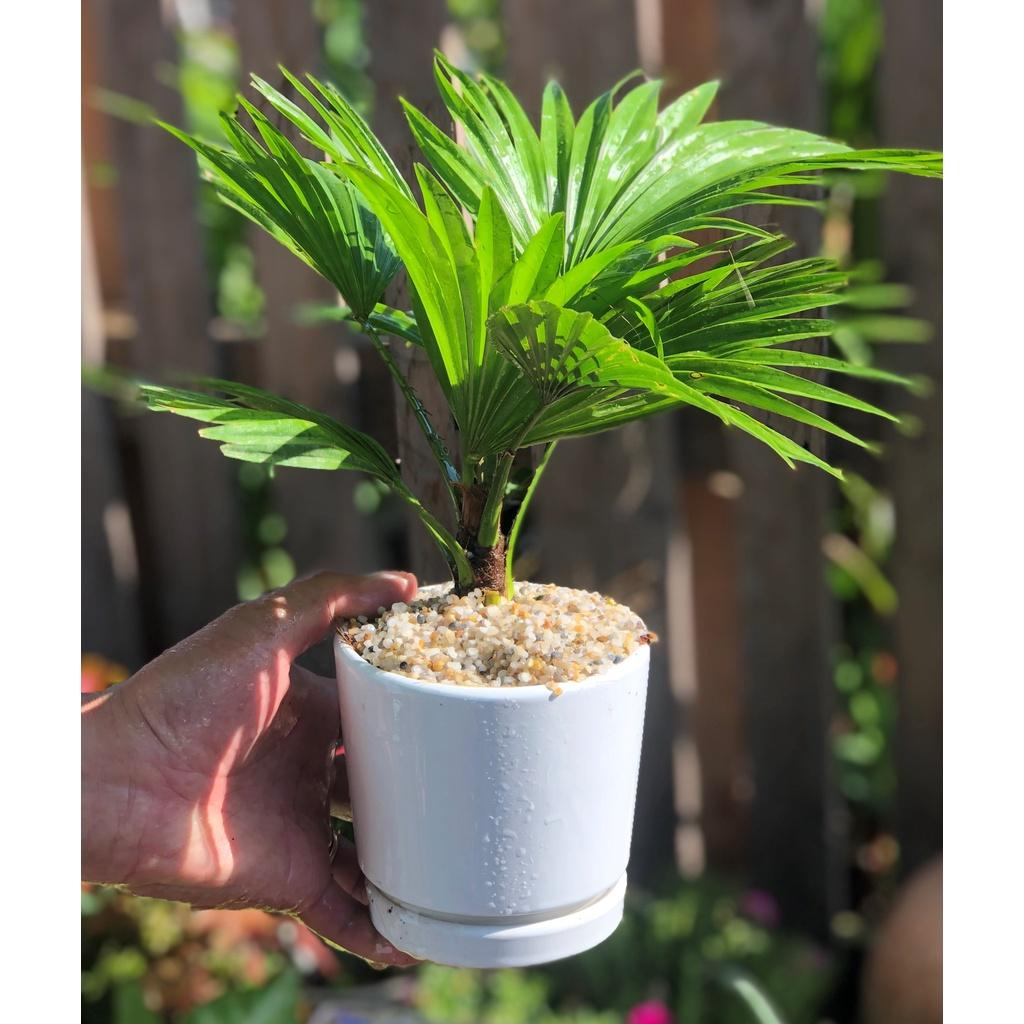 Chậu sứ cây Cọ Pháp trang trí trong nha