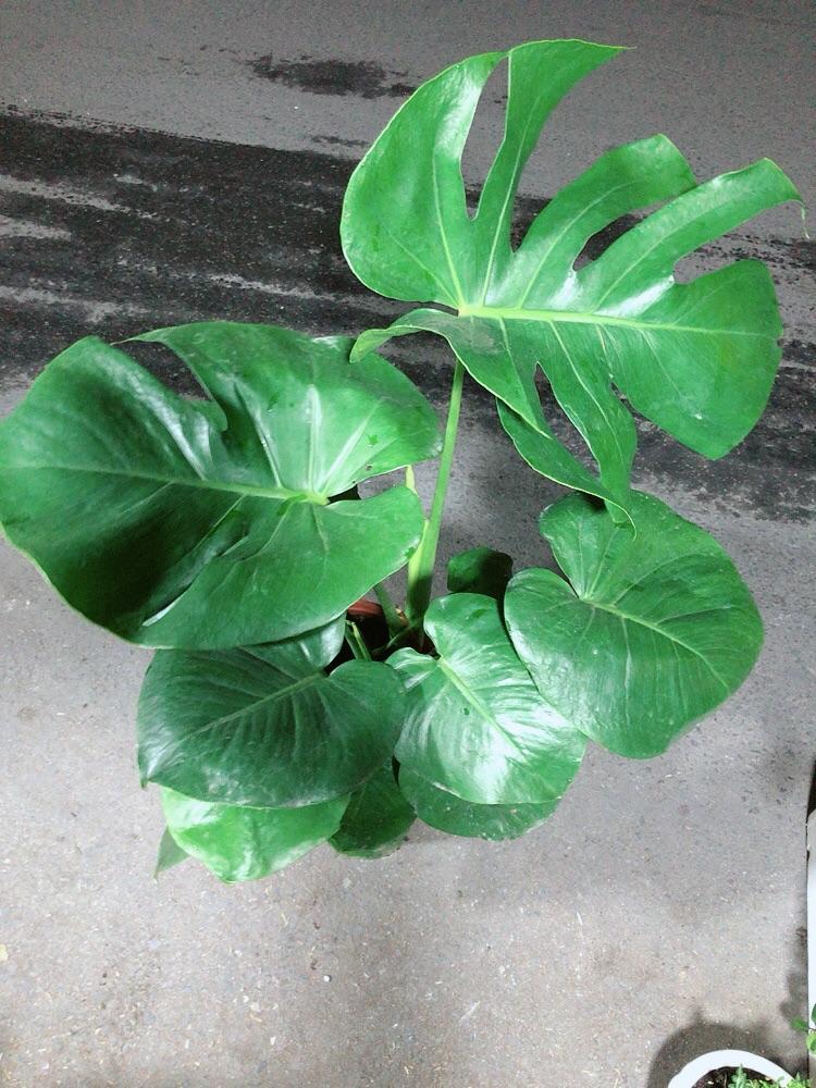 Trầu Bà Lá Rách