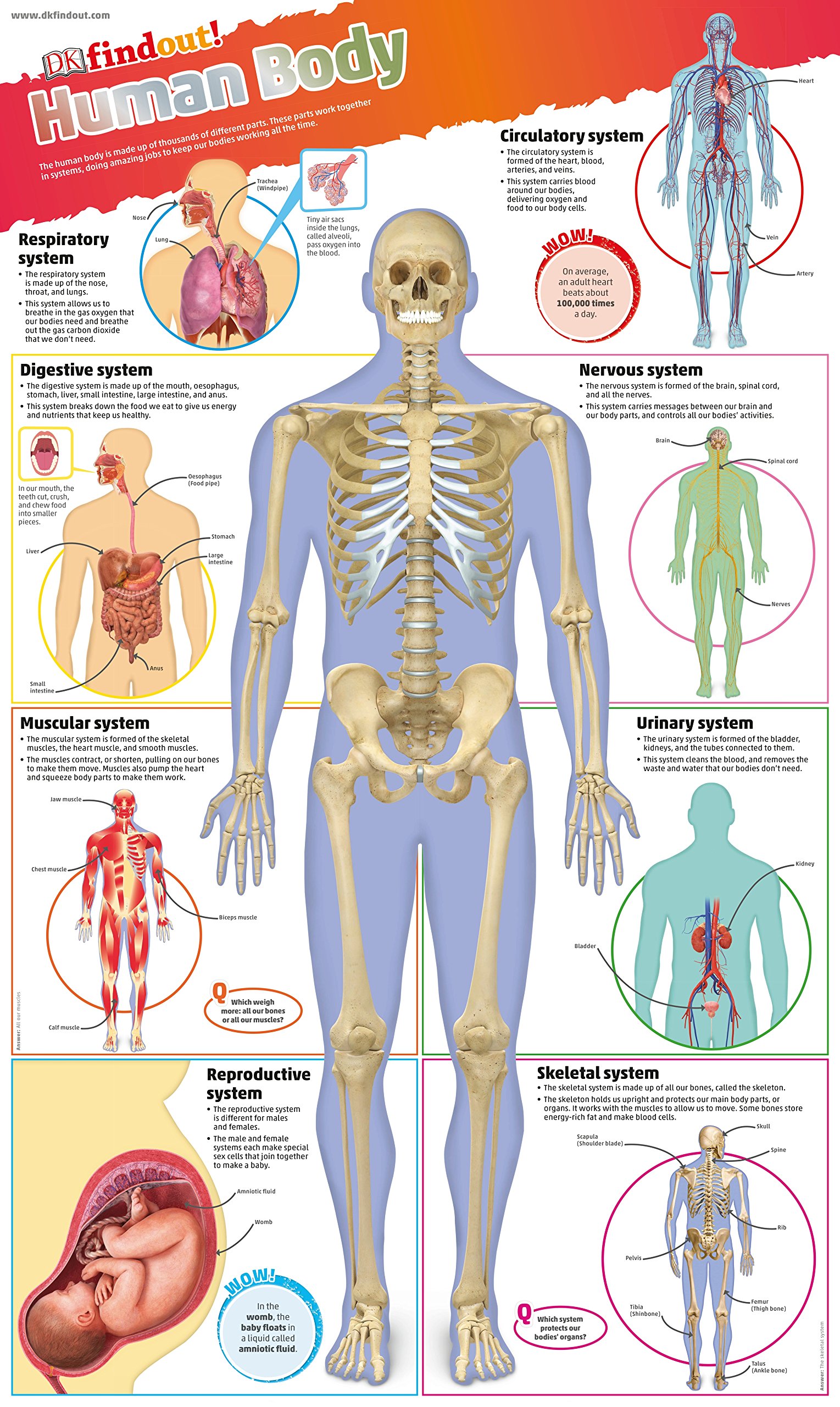 Sách dkfindout! Human body poster