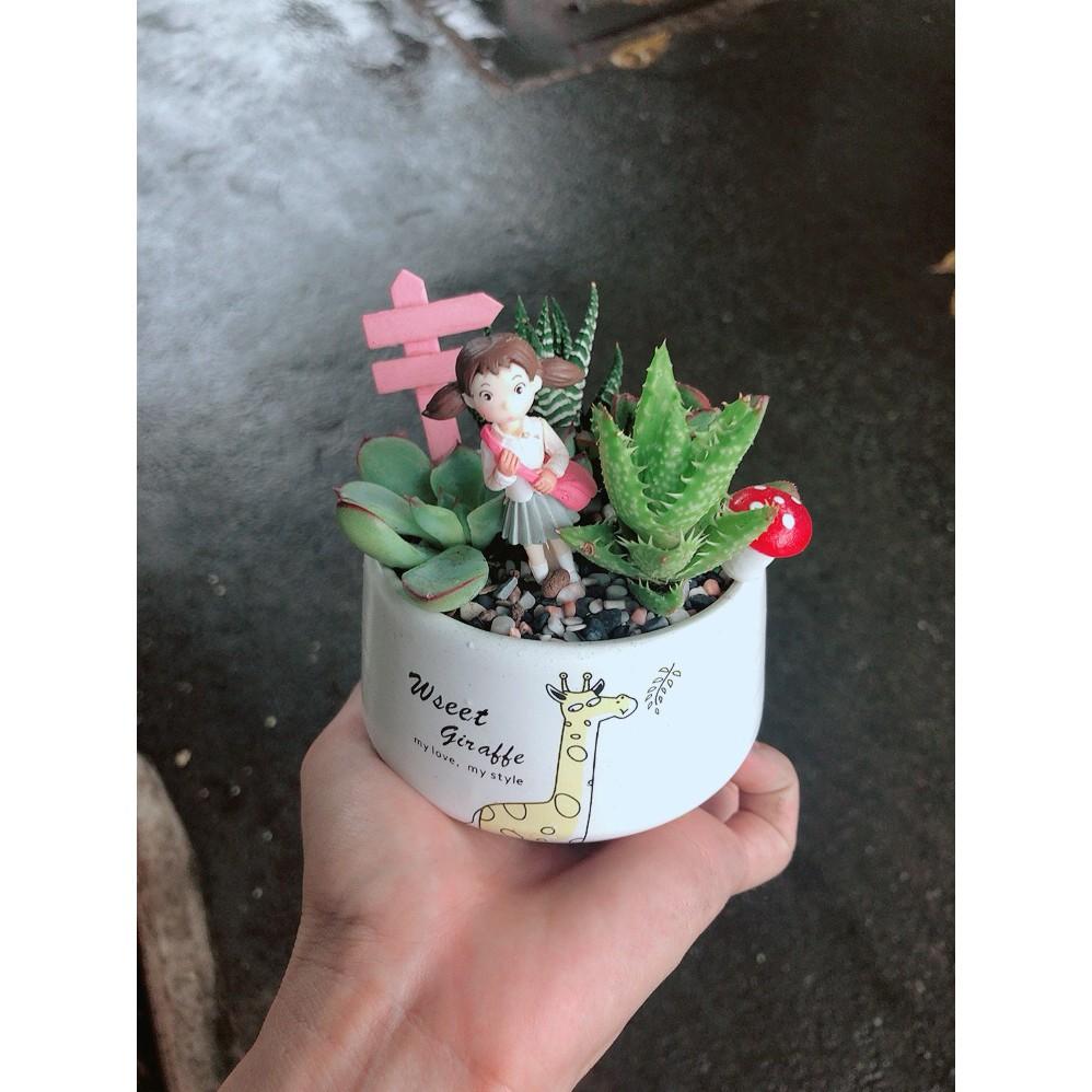 Chậu sen đá tiểu cảnh