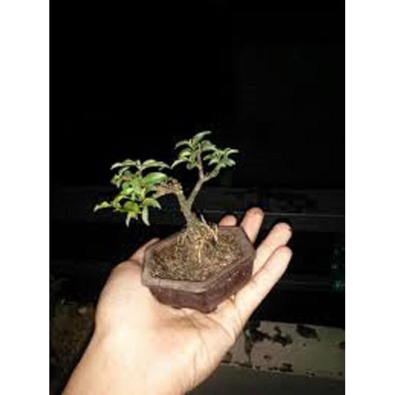 Combo 3 cây GIỐNG HỒNG NGỌC MAI BONSAI