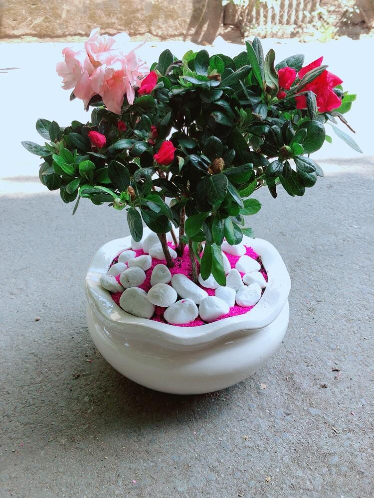 Chậu Hoa Đỗ Quyên 2 Màu