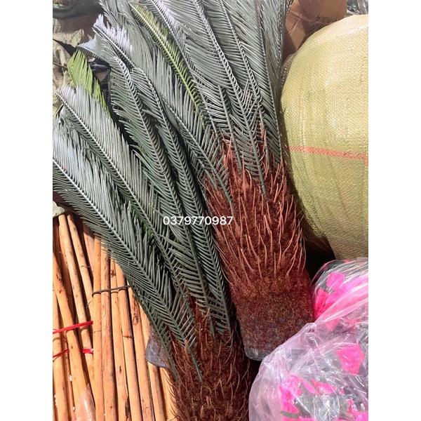 Cây vạn tuế giả cao 110cm