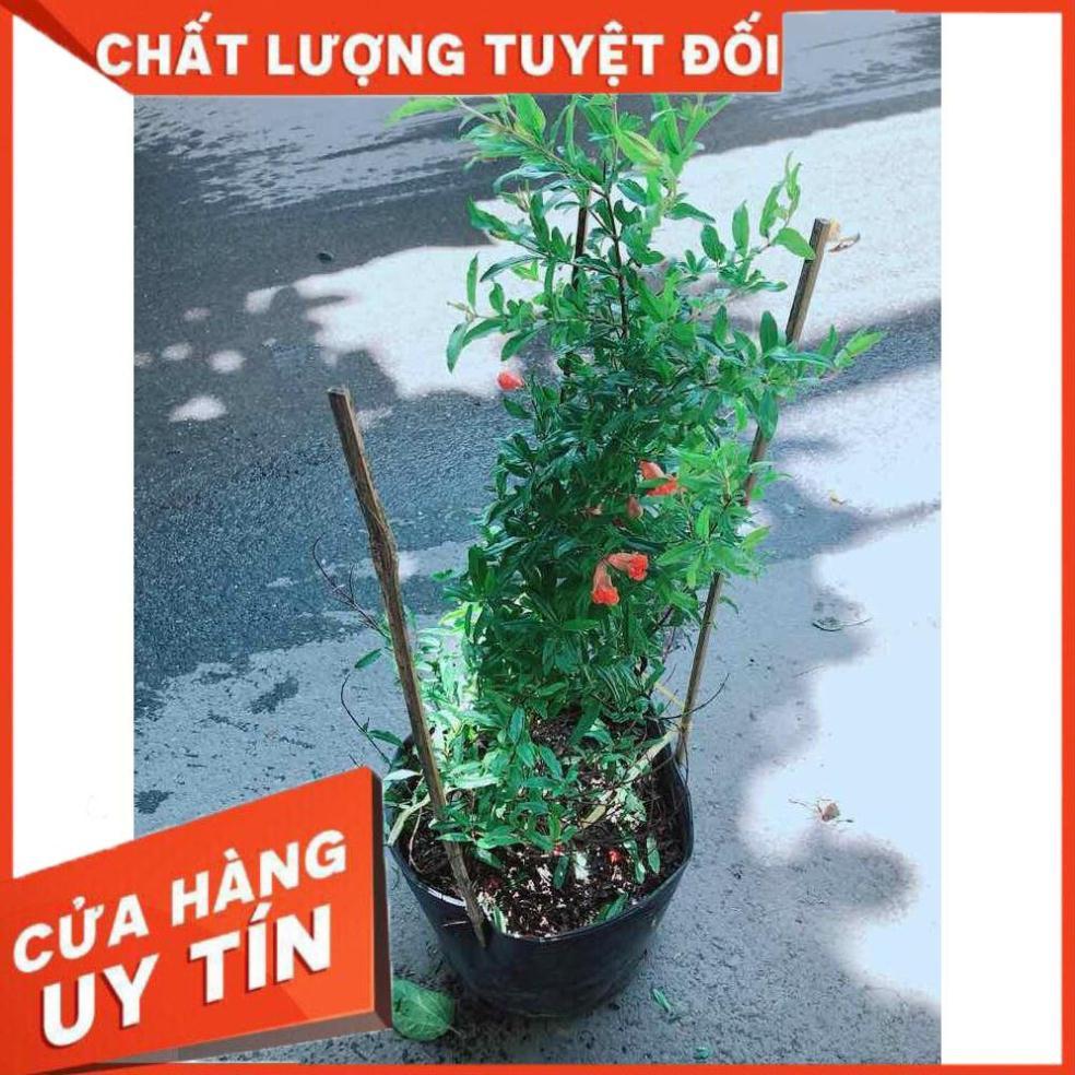 Cây Lựu Cho Nhiều Quả Nhiều Người Mua