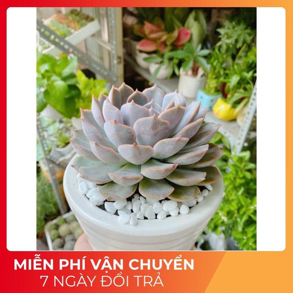 Chậu Sen Đá Tím Cánh Cứng Size Đại