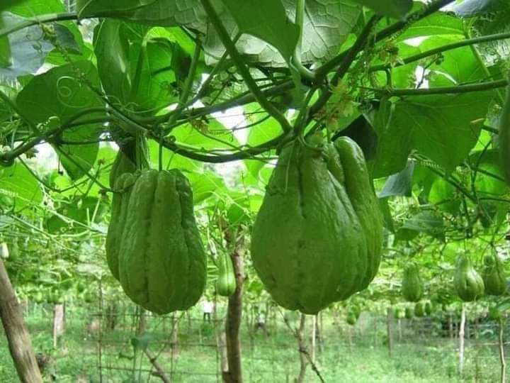 Quả Su su giống dễ trồng dễ chăm sóc ít sâu bệnh