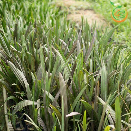 Cây giống Cọ Bạc
