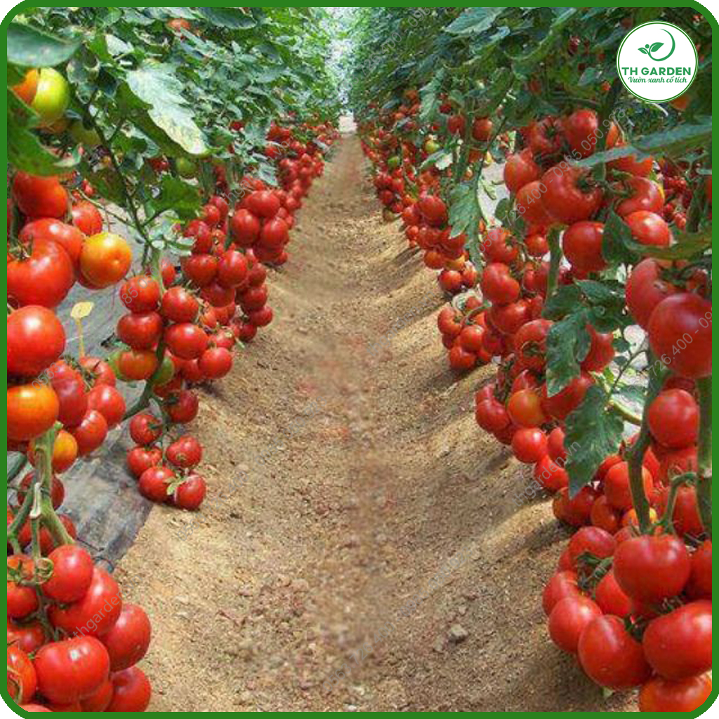 Hạt Giống Cà Chua Chịu Nhiệt F1 Ngon Quả To - Giàu Dinh Dưỡng - Năng Suất Cao - Hạt Giống Dễ Trồng Dễ Chăm Sóc