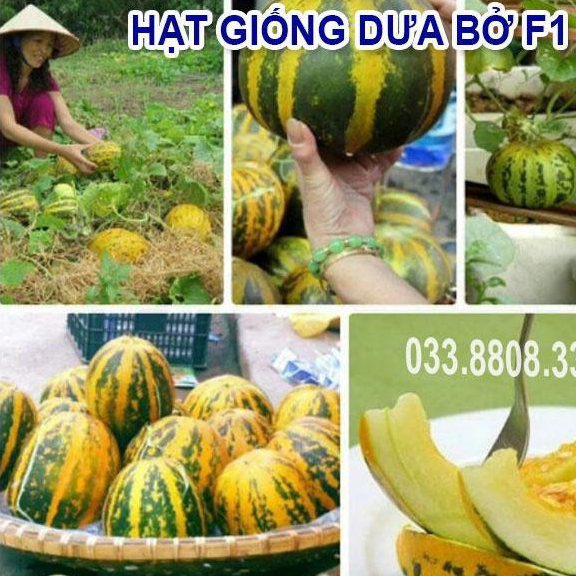 Hạt Giống Dưa Bở - Dưa Dễ Trồng Tại Nhà