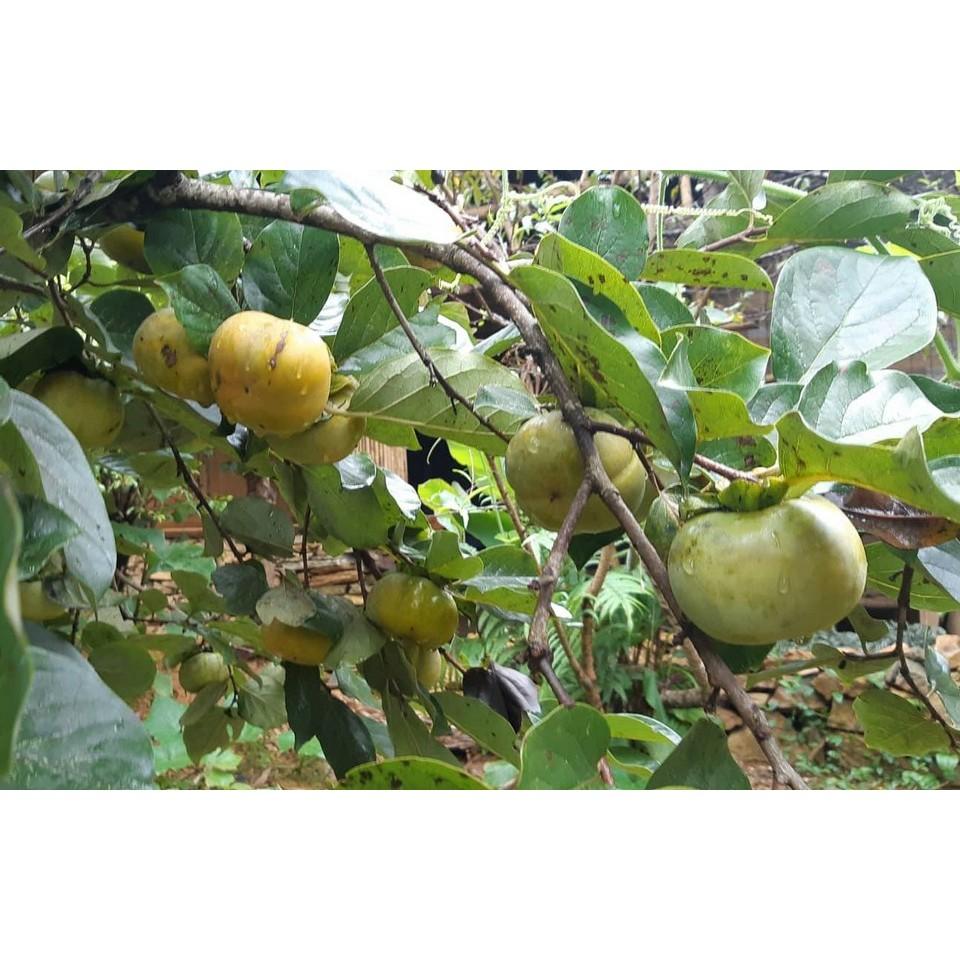 Cây giống Hồng giòn Đà Lạt .