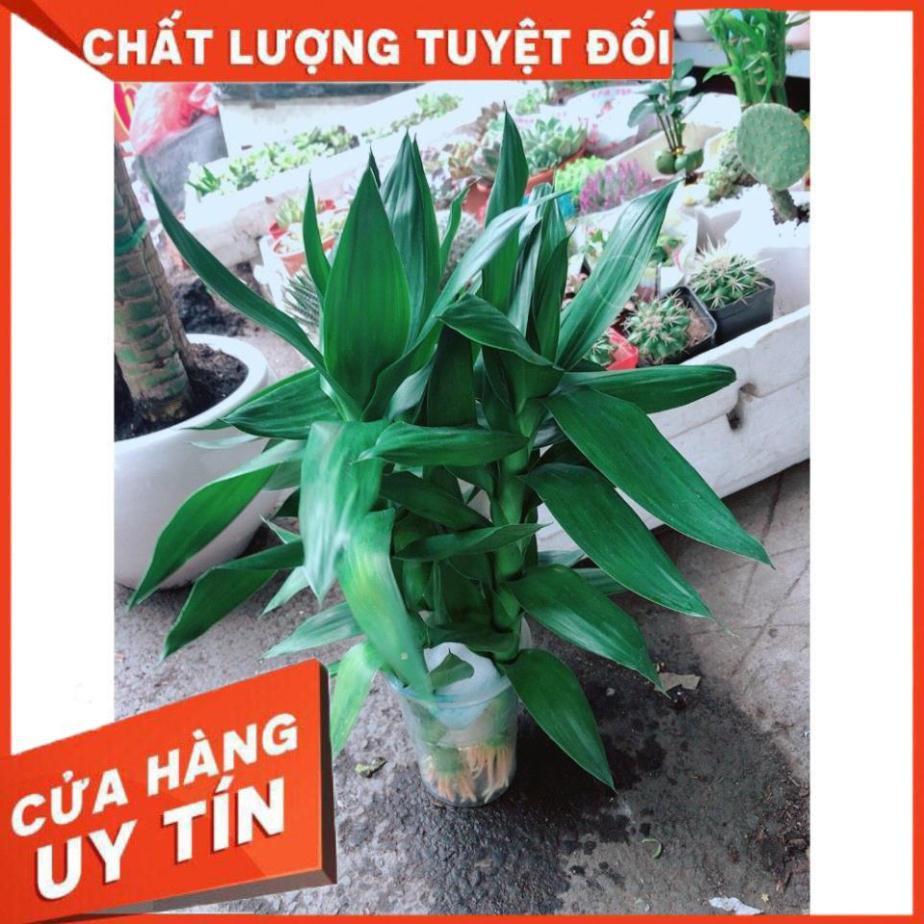Cây Phát Tài Búp Sen Thủy Sinh