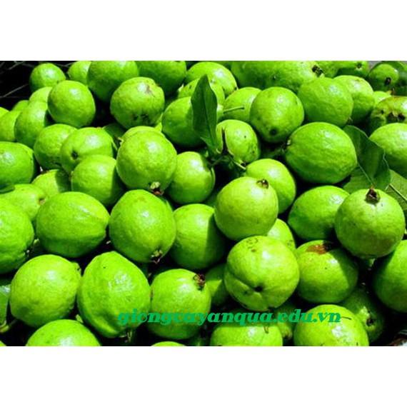 Cây giống Ổi Đông Dư .