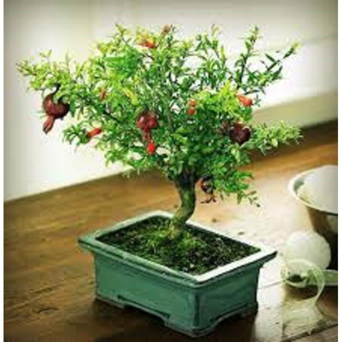 CÂY LỰU SIÊU LÙN, CÂY LỰU SIÊU LÙN - CÂY ĐANG HOA SẴN QUẢ