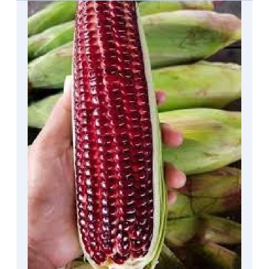 Hạt giống ngô Nữ Hoàng đỏ 5gr/gói