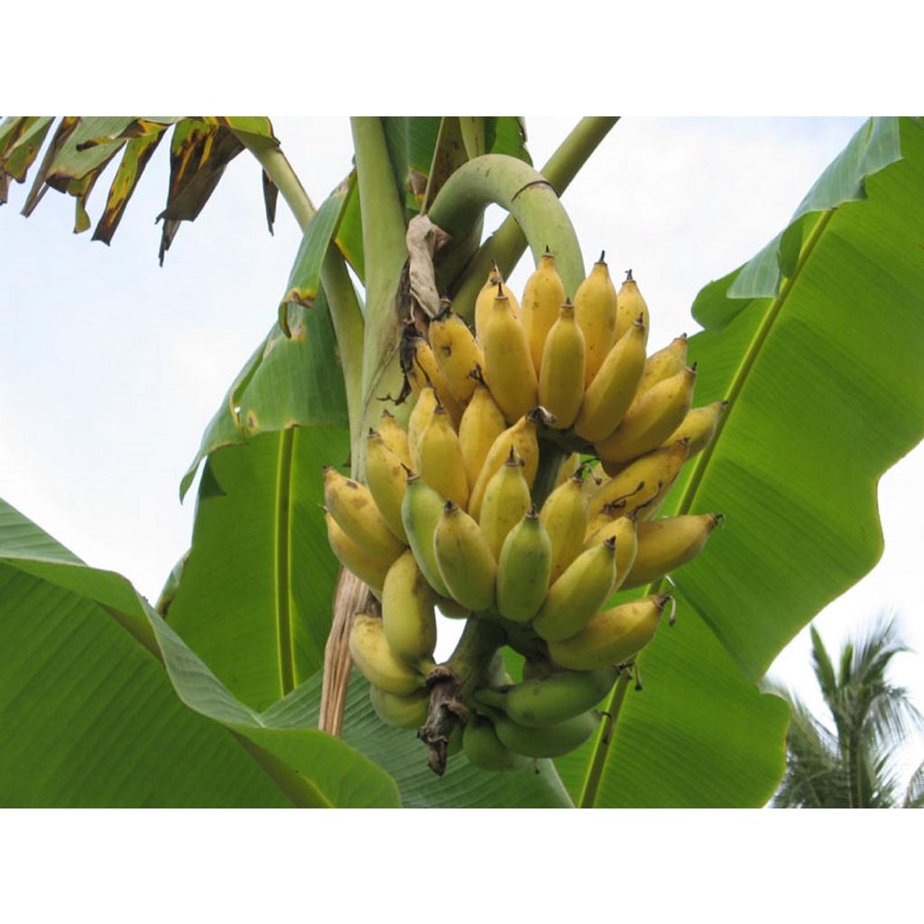 CÂY GIỐNG CHUỐI MẬT LÙN NAM MỸ. .