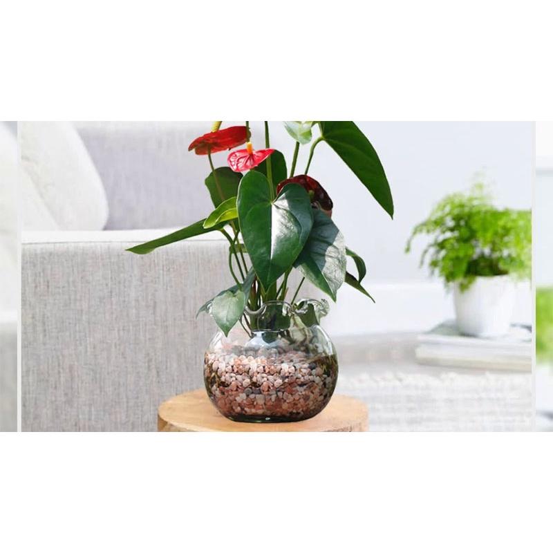 CÂY HỒNG MÔN *