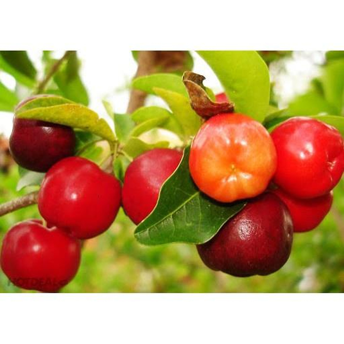 CÂY GIỐNG CÂY SƠ RI THÁI TRÁI NGỌT, SIÊU QUẢ,